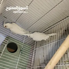  3 زواج كوكتيل البينو منتجه بفضل