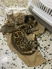  1 Bengal Kitten Male And Female For Sale