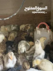  4 ديوك لمبرجيني و صيصان صحة و نظافة  بلدي للبيع