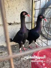  5 جواز ملحيات نخب النخب كلو مكفول وشغال  بالصلاه على النبي وجوز سلافر وفرخ مسود سلافر مقلوب