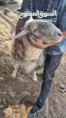  5 تيس غنم عساف للبيع شغال