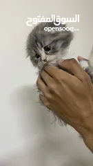  2 الام شنشلاا والاب سكوتش