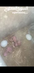  1 جوز دره البينو تحتو 3 فراخ و ضل بيضتين