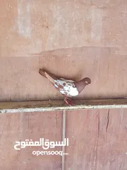  22 حمام كش وزق للبيع او للبدل على عصفير