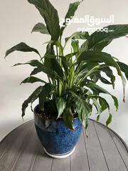  2 Peace Lily Plant with Pot