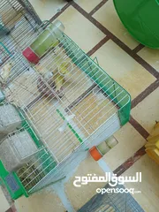  13 عصافير كنار للبيع جواز جاهزه في  اشي مع بيض واشي مش مع بيض وفي فراخ صغار جواز