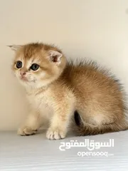  3 اللي يدور ذهب حقيقي  سكوتش جولدن ذكور اقراء الوصف