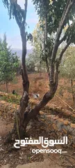  5 بيت مستقل مع ارض  للبيع بسسب السفر
