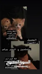  2 قطط تبني ب الاحساء والجبيل واذا تبي اوصلهم يكون السعر 50