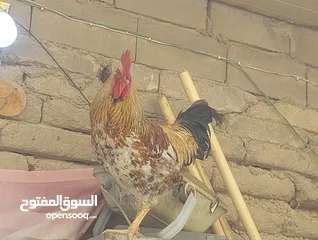  2 السلام عليكم ديجين و دجاجه اللبيع