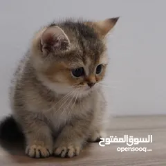  6 Kittens British Short Hair - كتنز برتش شورت هير