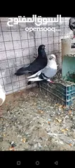  4 جواز حمام للبيع