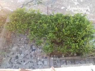 3 عمارة للبيع