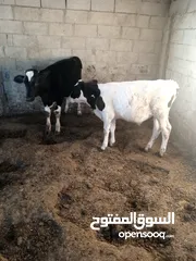  1 عجول للبيع ذكور