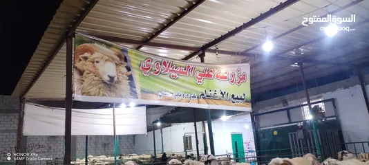  10 خرفان روماني