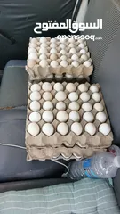  9 بيض مخصب مناسب للتفقيس. هجين عماني فرنسي