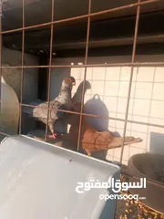  14 حمام مشكل زوجل مكتيف بلجكه جوز حمام انواع