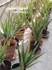  6 صبار الالوفيرا حجم كبير Aloe vera / الوفيرا / ألوفيرا مزهر عمر 3 إلى 4 سنوات