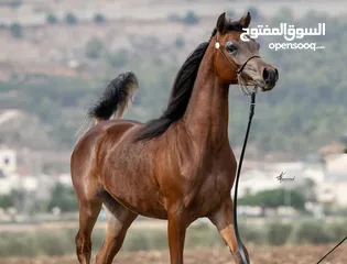  4 Registered purebred Arabian Horses for sale
