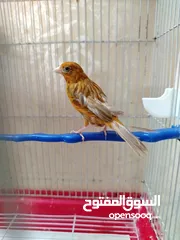  2 طيره كرزيه فل الفل الفيديو غني عن الشرح