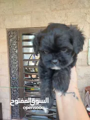  1 لمحبين الكلاب الصغير  للبيع اي استفسار يرجع المرسلة على خاص