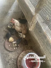  1 6 جاجات   وجاجه مع 8 صيصان