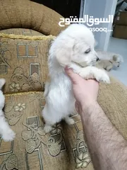  13 انثى فرنش تيرير عمر شهرين   puppy 2-months female - French Terrier