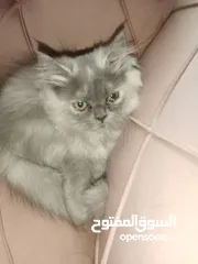  2 قطط شيرازي للبيع