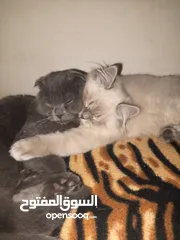  18 القطط الصغيره عمرهااا 2 شهرين ..القطط الكبيره عمرها 8شهور .. القط الاحمر سنه و3شهور
