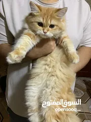  9 قطط شيرازي