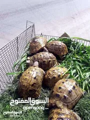  3 سلاحف عدد  8  حبات سعر الحبه 3د سحاب