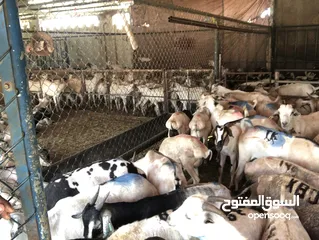  18 Somali goat and sheep  available all time
