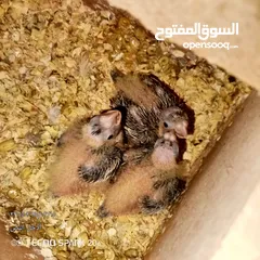  3 فراخ كوكتيل حبشي التفاصيل في الوصف