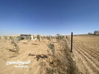  21 مزرعه زيتون منطقه قعفور