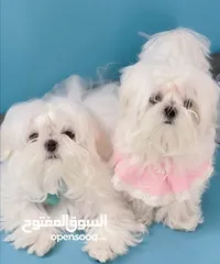  8 مني بيكنواه Xs الحجم القصير بيور