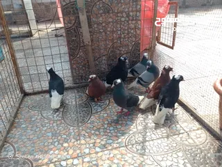  9 متاح جواز حمام شغالين  نجفي تكلجي
