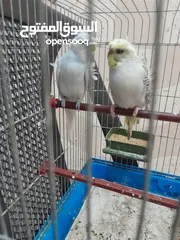  3 موجود جوز حب هوجو روما الفحل ابو فراخ والطيره بكريه الله يبارك لصاحب النصيب
