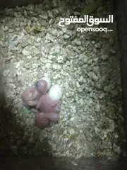  8 3 جواز حب مع فراخ  بيض مقفصات للبيع