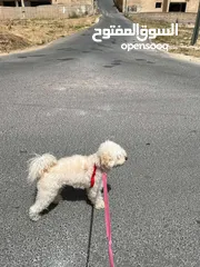  7 كلب زينه   بعمر ال 8 اشهر هادء جداااااا