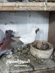  6 جواز حمام للبيع السعر نهائي