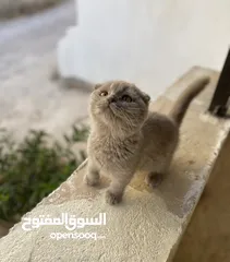  7 قطط للبيع سكوتش فولد وستريت فولد