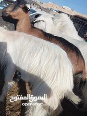  2 سخلاات البينو