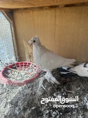  1 مراوس او بيع الوصف مهم