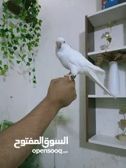  4 ببغاء كويكر الراهب البينو عين حمرا محجل فحل أليف وبطلع عالايد و متكلم 9 كلمات