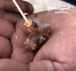  1 4 فراخ حسون
