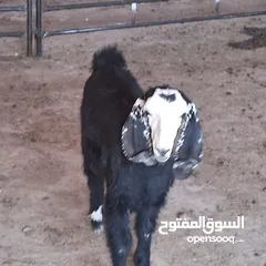  2 سخلة للبيع وتيس عمره قريب السنه للبيع
