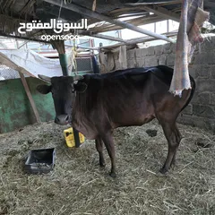  1 بقره محليه للبيع