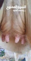  1 عجله المانيه