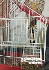  2 حسون تربية قفص للبيع