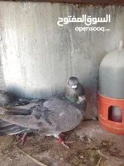  3 جواز بواز 3جواز بسعر حرق